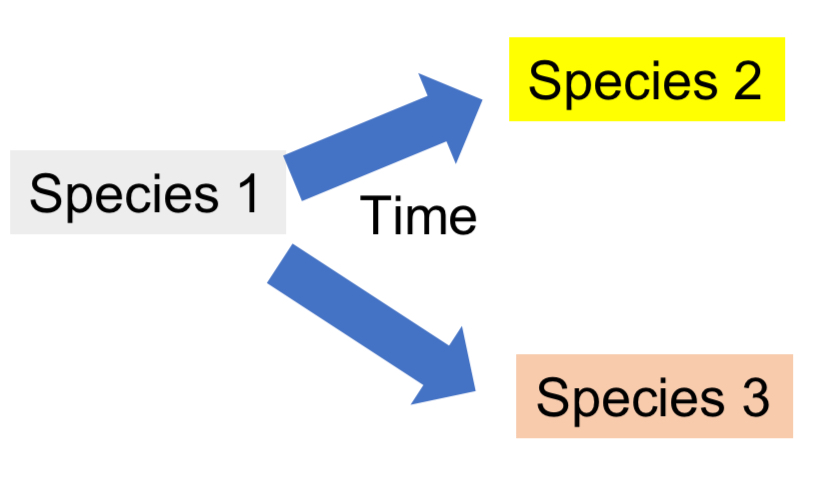 <ul><li><p>pre-Darwin</p></li><li><p>Ideas for the altering of one species into another</p></li><li><p>Promotes by Lamarck and Darwins grandpa</p></li></ul><p></p>