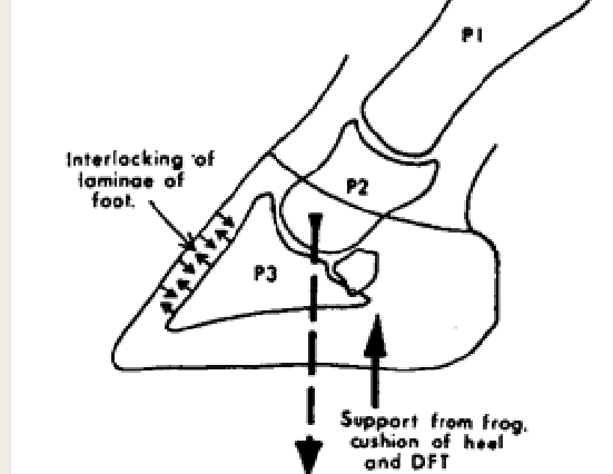 <p>tissue located between the horses’ hoof wall and coffin bone</p>