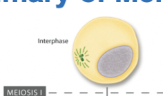 <p><span>Interphase (Meiosis)</span></p>