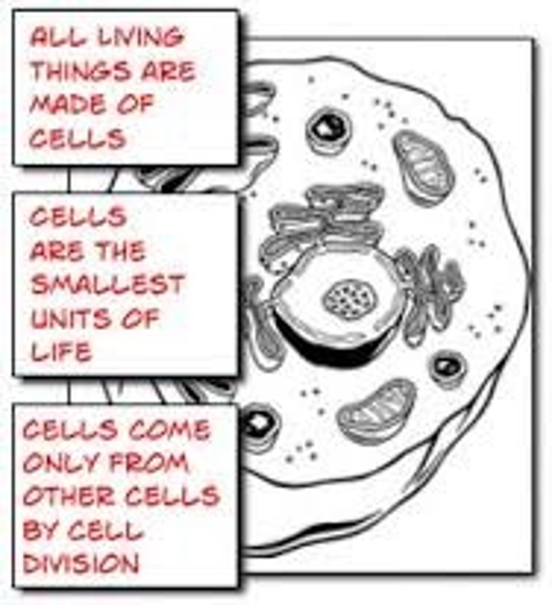 <p>theory that states that all organisms are made of cells, all cells are produced by other living cells, and the cell is the most basic unit of life</p>