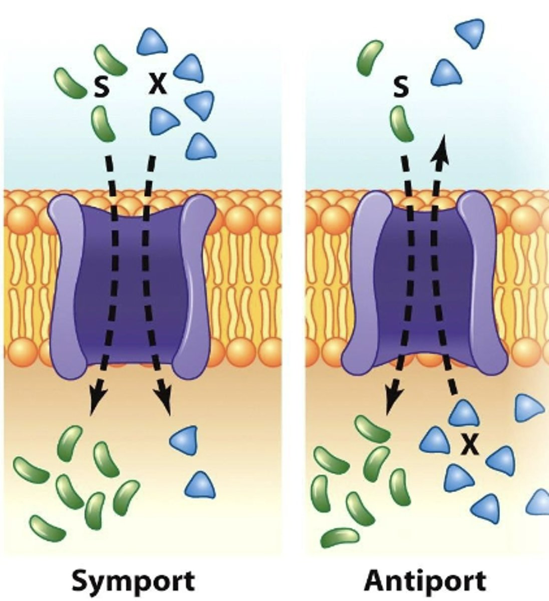 <p>using energy to move particles AGAINST a concentration gradient; e.g. symport/antiporters, ATP-binding cassette (ABC) transporters</p>