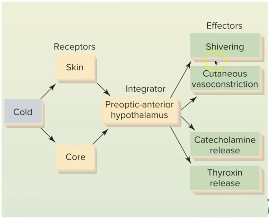 <p>How does the Pre-optic Hypothalamus regulate the body when temp. is too low? </p>