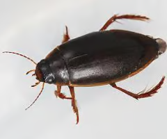 <p>Predatory aquatic beetles; larvae and adults feed on small aquatic organisms.</p><ul><li><p><span>predaceous</span></p></li><li><p><span>air bubble + natatorial legs</span></p></li></ul><p></p>