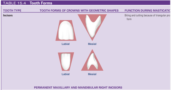<ul><li><p>instruments for biting and cutting food during mastication (triangular proximal form of their crowns)</p></li></ul><p></p>