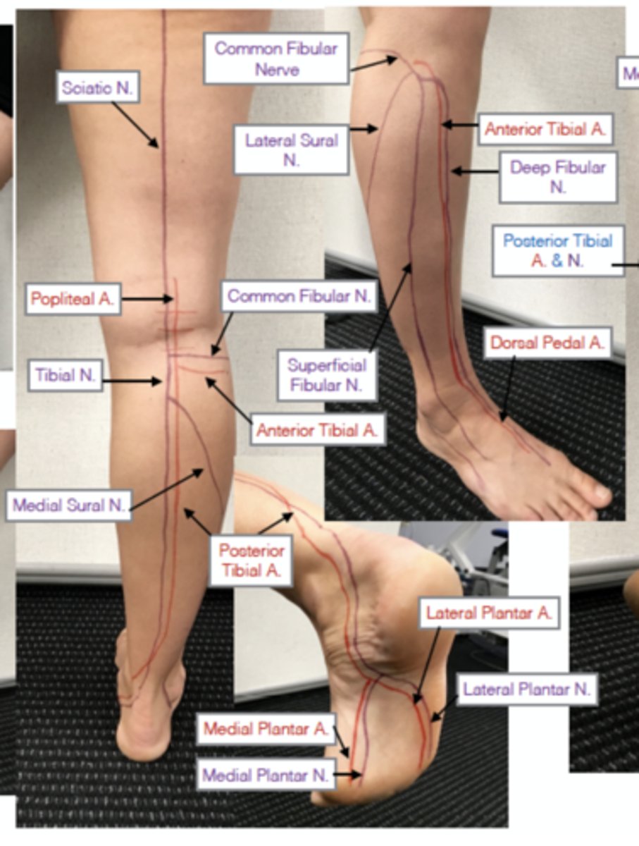 <p>A: Popliteal artery</p>