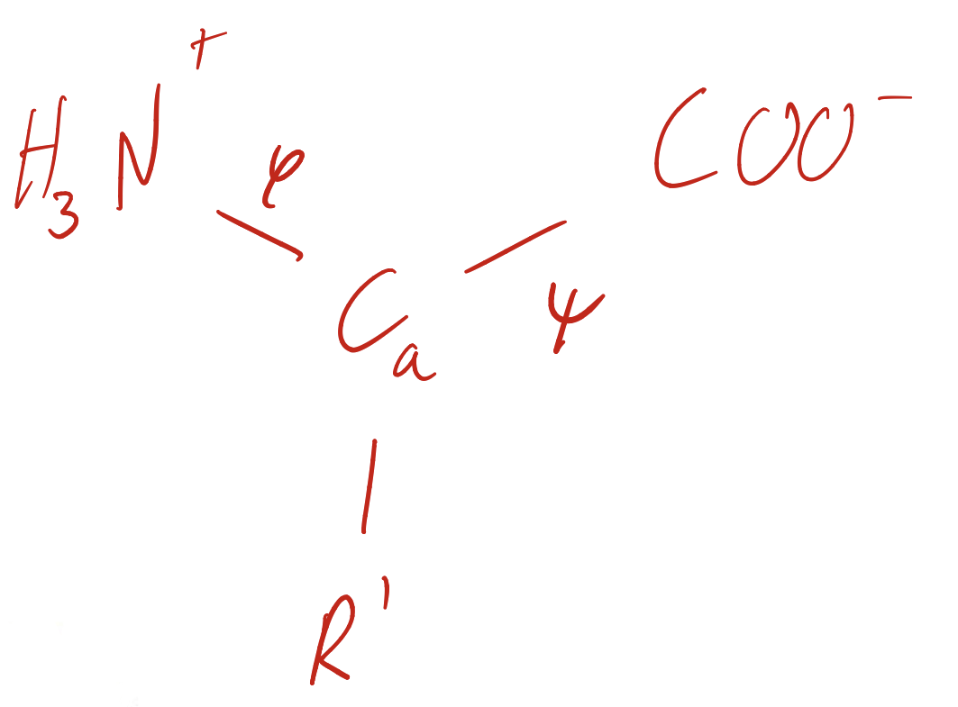 <p>N-C<sub>a</sub> vs C<sub>a</sub>-C vs C-N</p>