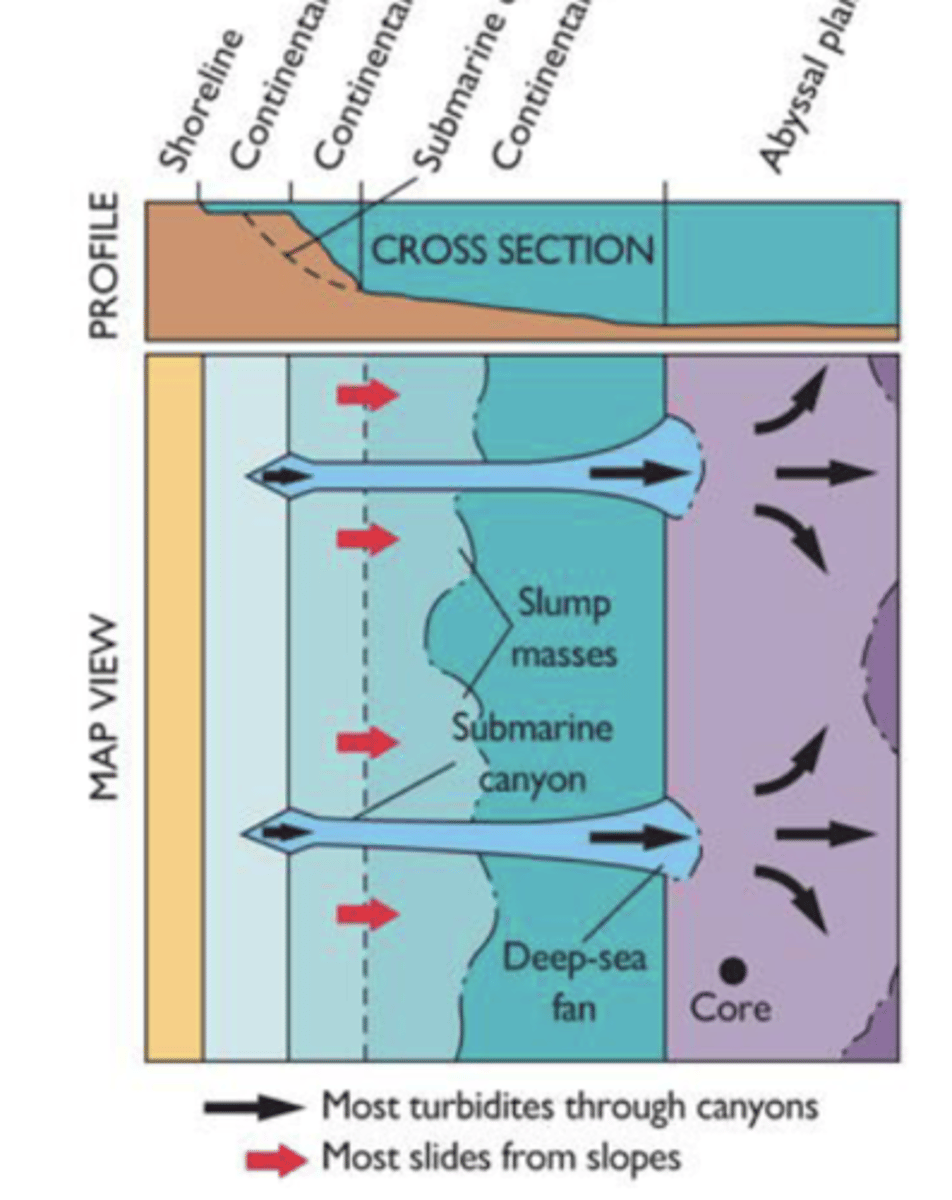 <p>Water with suspended sediments, denser than surrounding water so it flows along bottom, forming large fans at the end of canyons</p>