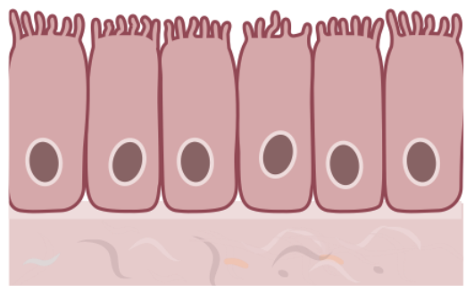 <ul><li><p>single layer of taller cells</p></li><li><p>may have cilia, absorbs and secretes</p></li></ul><p></p>