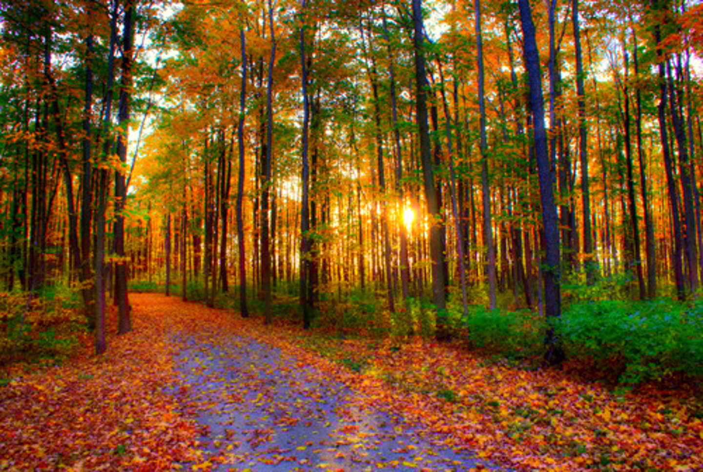 <p>autumn</p>