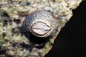 <p>What is this animal? </p>