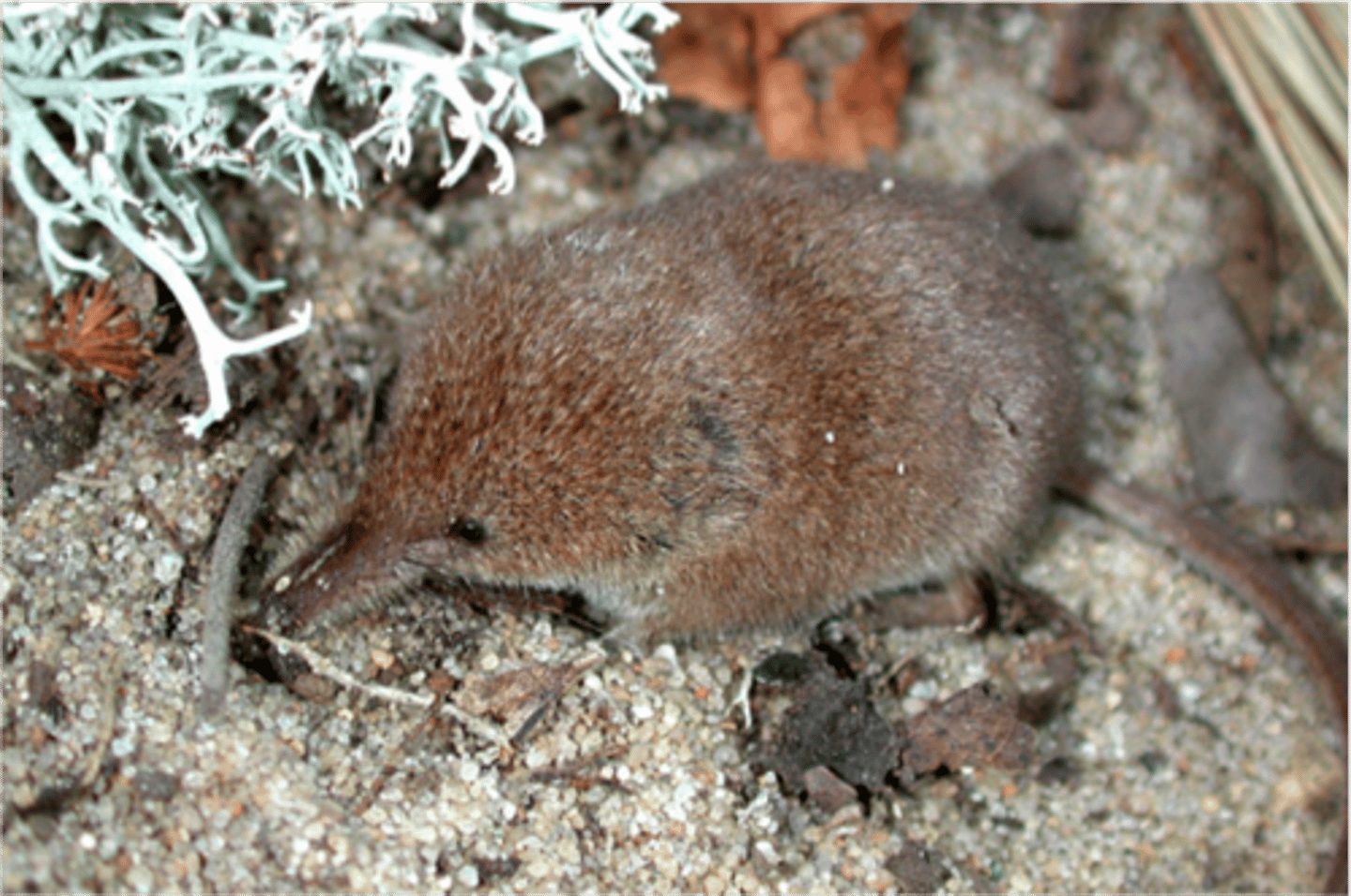 <p>Sorex cinereus</p>