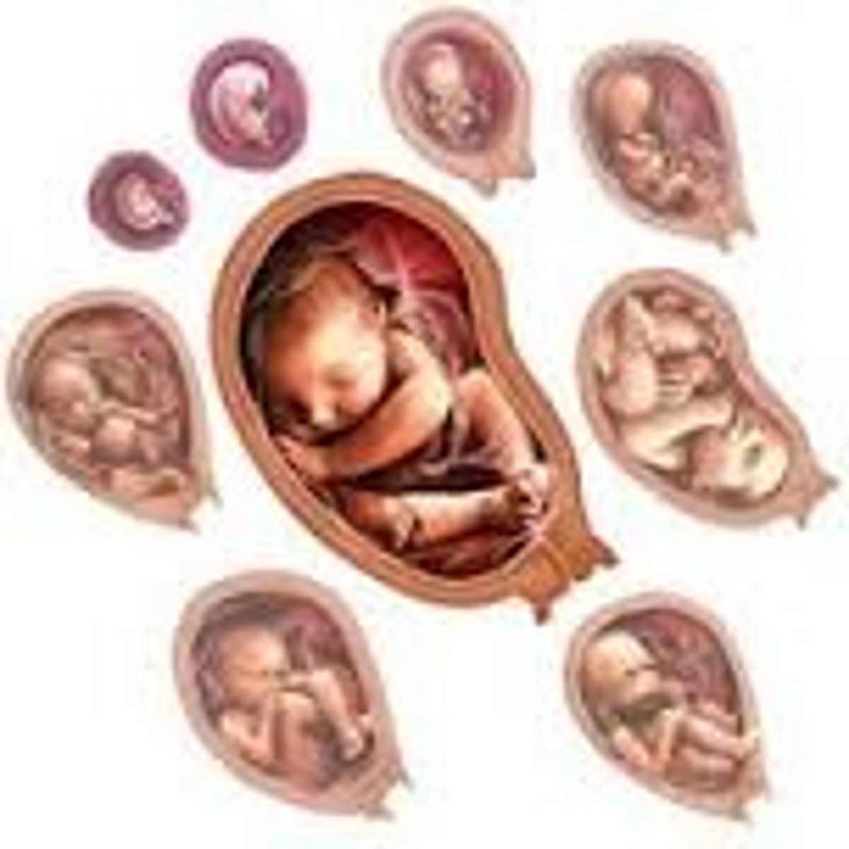 <p>the process of growth and development within the womb, starting from conception and continuing until birth.</p>