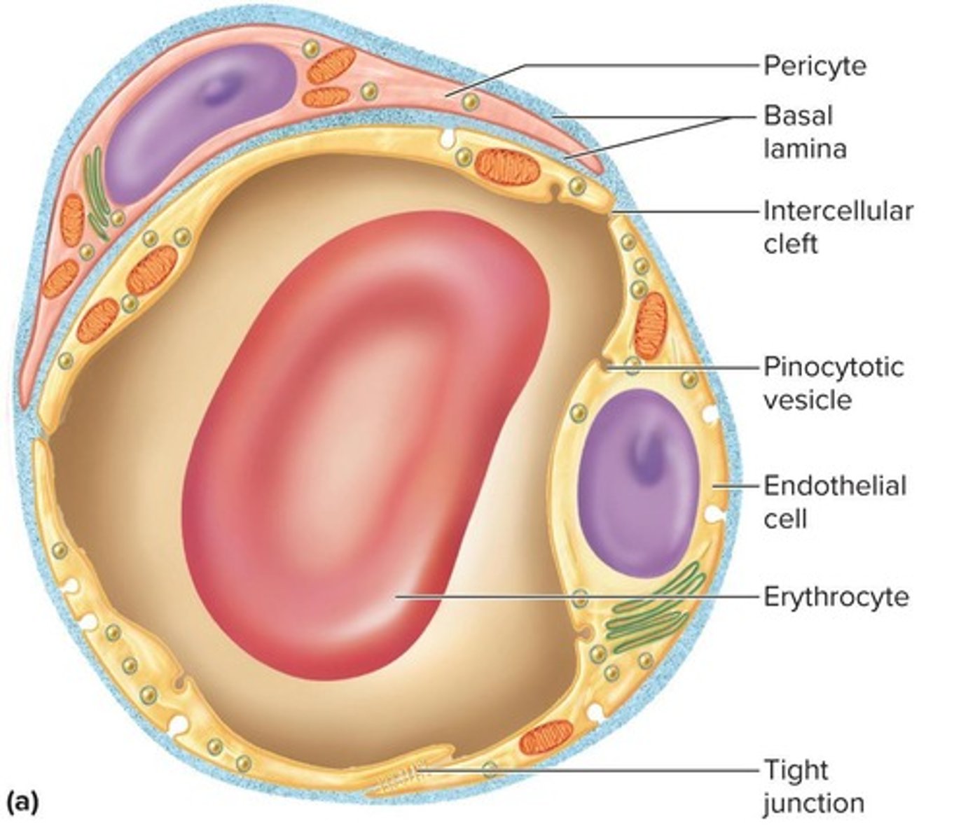 <p>Blood vessels where all exchange functions of the cardiovascular system occur, composed of endothelium and basal lamina.</p>