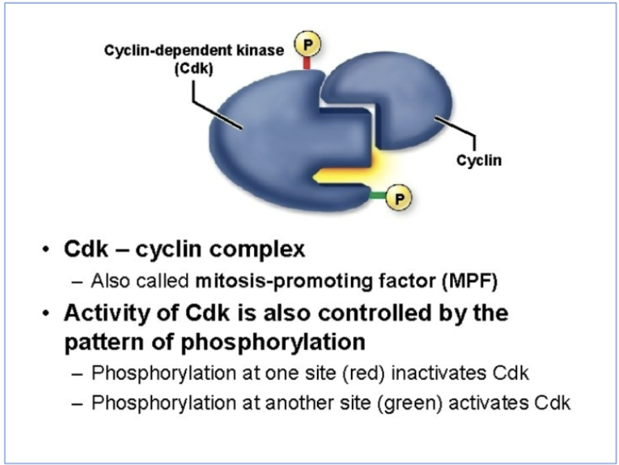 <ul><li><p>M-phase promoting factor</p></li><li><p>mitosis promoting factor</p></li><li><p>maturation promoting factor</p></li><li><p>CDZ-cyclin complex</p><ul><li><p>CDK</p></li><li><p>Cyclin B</p></li></ul></li><li><p>activity of CDK is also controlled by the pattern of phosphorylation</p><ul><li><p>phosphorylation at one site (red) inactivates CDK</p></li><li><p>phosphorylation at another site (green) activates CDK</p></li></ul></li></ul><p></p><p></p>