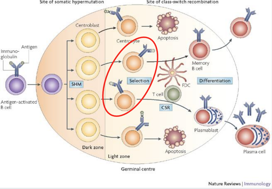 <ul><li><p>Memory B cells can reside in tissues and circulate in blood.</p></li><li><p><mark data-color="#bef5b7" style="background-color: rgb(190, 245, 183); color: inherit;">Can be IgM+ or</mark><strong><mark data-color="#bef5b7" style="background-color: rgb(190, 245, 183); color: inherit;"> class switched - not D</mark></strong><mark data-color="#bef5b7" style="background-color: rgb(190, 245, 183); color: inherit;">.</mark></p></li><li><p>Have antibody variable regions genes that are mutated by <strong>somatic hypermutation - </strong><em>they acquired this when they were at the centroblast stage of development&nbsp;</em></p></li></ul><p>Plasma cells home to <strong>bone marrow or gut.</strong> Can be<mark data-color="#d7ffe7" style="background-color: rgb(215, 255, 231); color: inherit;"> IgM+ or class switched - just not D</mark>. Have antibody variable regions genes that are mutated by somatic hypermutation</p>