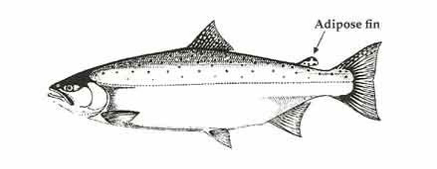 <p>- harvest of hatchery fish only (they remove the adipose fin)</p><p>- The wild salmon still have the dorsal adipose fin intact</p>