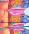 <p>cells that line the outside and give shape and form (pink things)</p>
