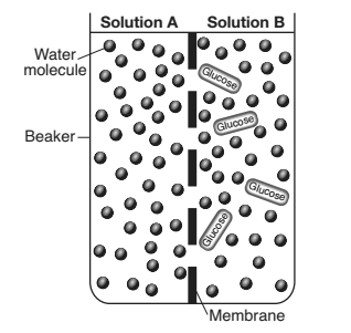 <p>The diagram represents two solutions, A and B, separated by a selectively permeable membrane.</p><p></p><p>Which statement best describes the outcome after 20 minutes?</p>