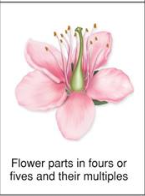 <p>flower</p>