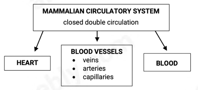 <p>It’s called closed circulation as the blood remains within blood vessels.</p>