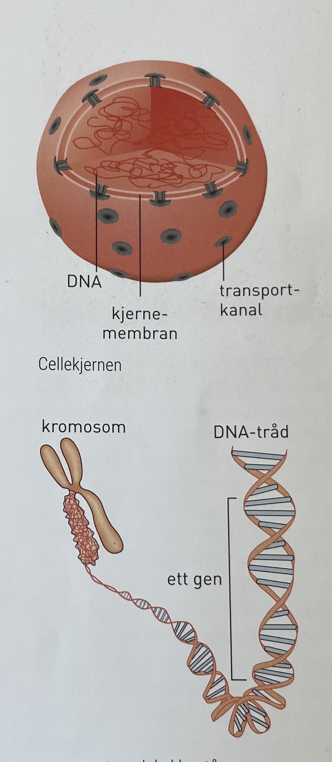 <p>eukaryoter</p><ul><li><p>cellens aktiviteter styres (gener, deler av DNA, avleses til RNA som bestemmer innhold av proteiner i cellen) / kontrollsenter</p></li><li><p>dobbel kjernemembran beskytter DNA, ytre og indre membran ligger tett intill hverandre</p><ul><li><p>inneholder transportkanaler hvor molekyler blir transportert inn og ut, DNA er for stort men RNA slipper gjennom</p></li></ul></li><li><p>sørger for DNA-kopiering (celledeling) og RNA produksjon (avlesing av gener)</p></li></ul><p></p>