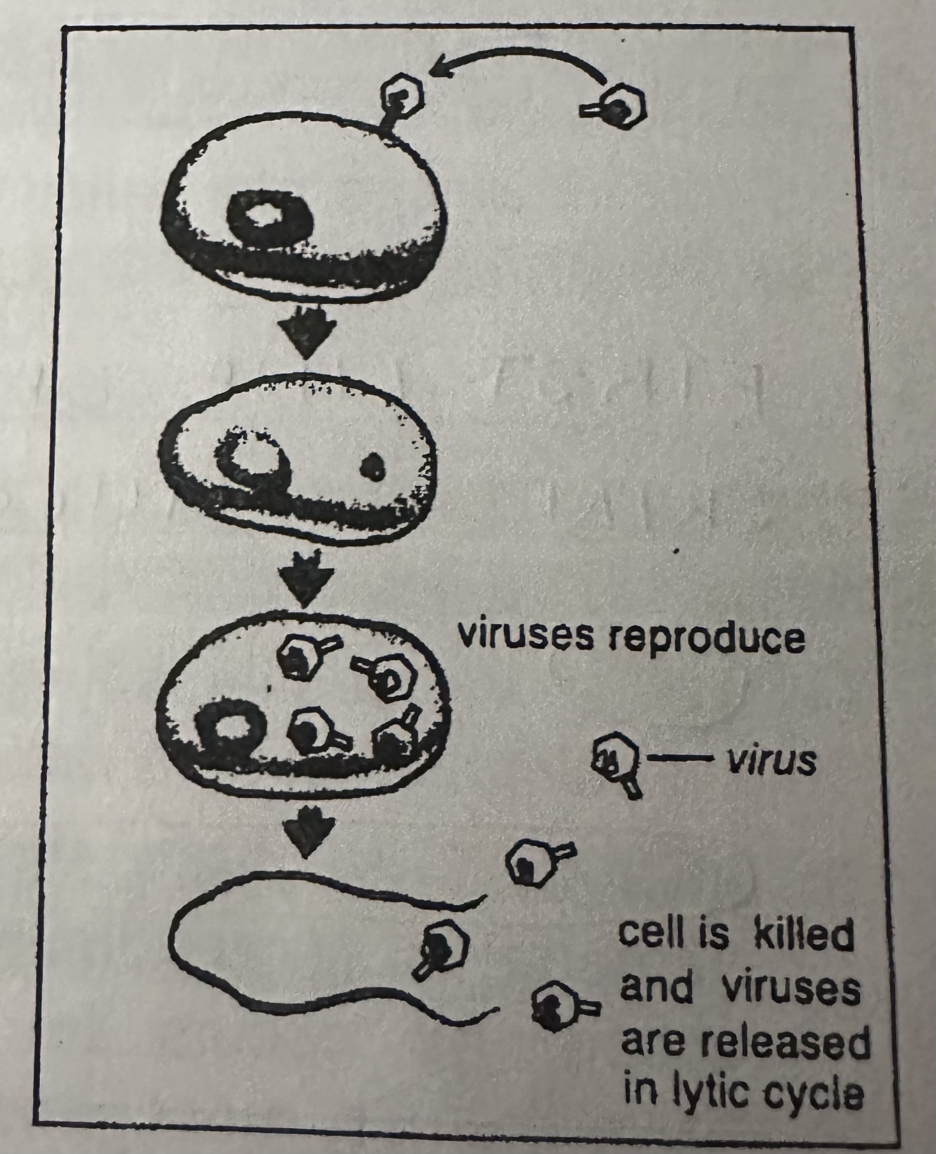 <p>Virulent infection</p><p>A virus that multiplies and then undergoes lysis and destroys the host cell rapidly (virulent)</p>
