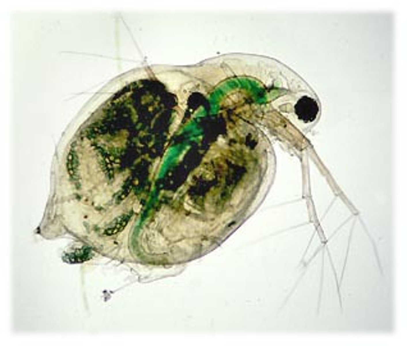 <p>Class of crustaceans, mandibulates, and arthropods (fairy shrimp and water fleas)</p><p>-shrimp are fuzzy and not that small</p>