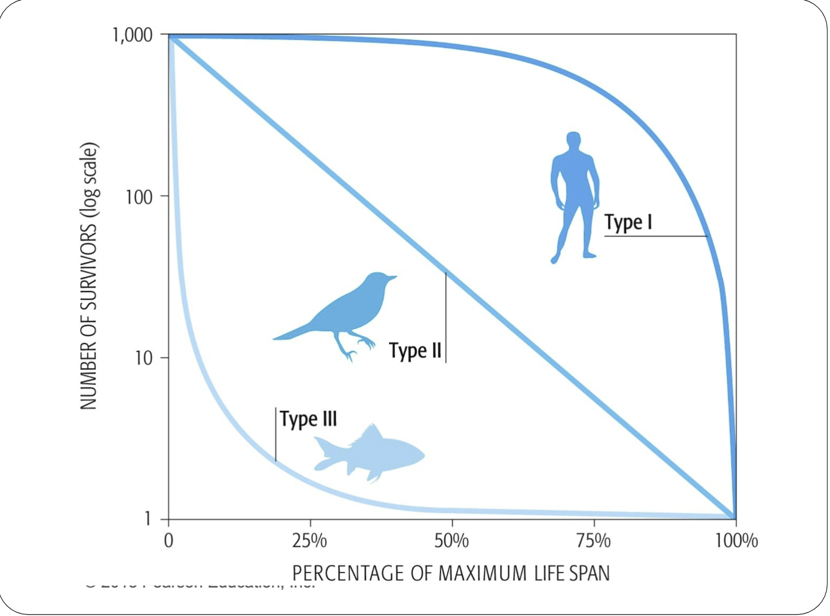 <p><span>exponential growth and a type II survivorship curve</span></p>