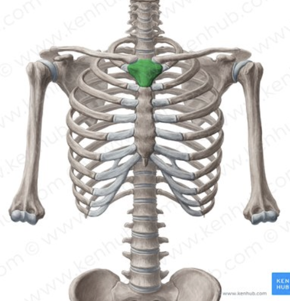 <p>What is the green portion called?</p>