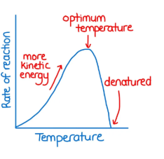 <p>Optimal temperature impact on enzyme activity</p>