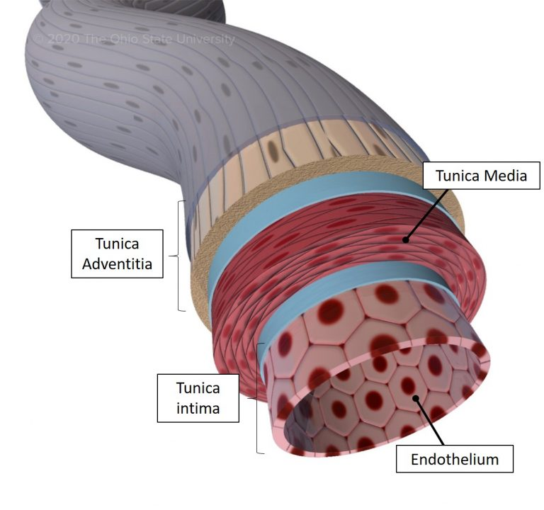 figure showing three layers of blood vessel