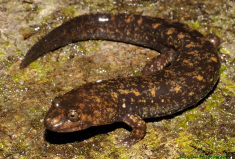 <p>Shovel-nosed Salamander&nbsp;</p>