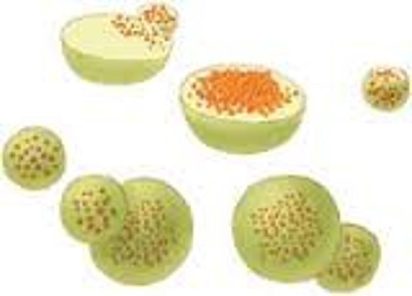 <p>The organelle that digests old organelles and breaks down large food particles. Sometimes called the "Garbage Collector"</p>