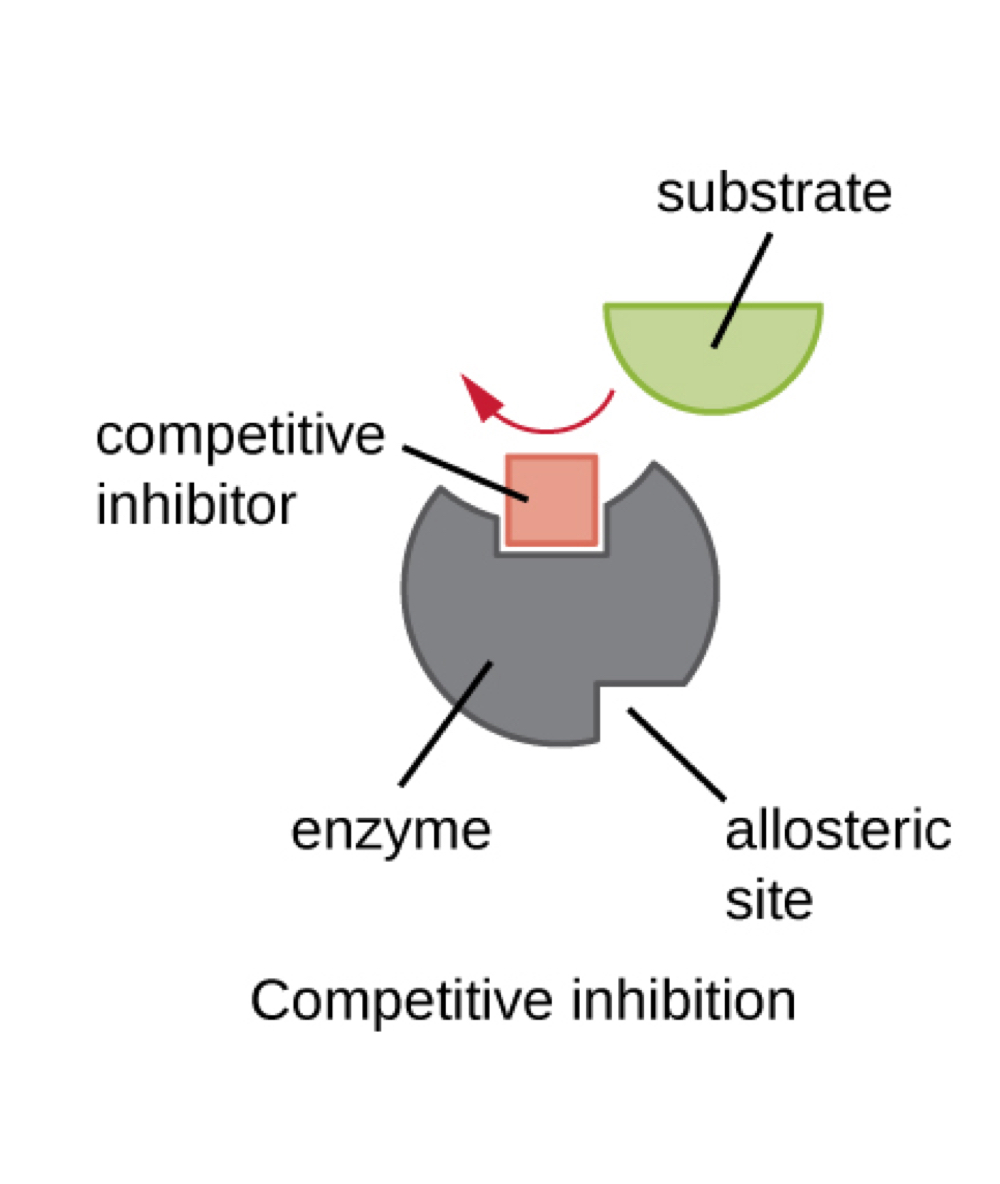 <p>competitive inhibition</p>