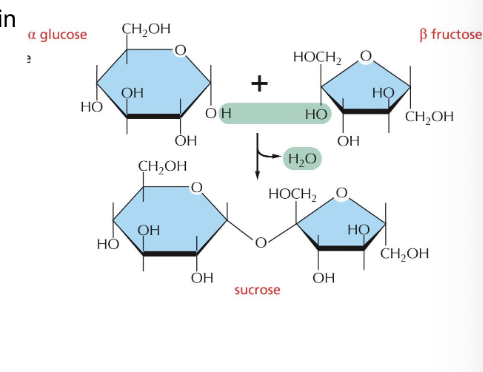 <p>multiple monosaccharides</p><ul><li><p>oligosaccharides = sugars that contain <strong>2 or more</strong> monosaccharides linked by <strong>O-glycosidic bonds</strong></p></li><li><p>disaccharides (such as sucrose) consist of <strong>2 sugars</strong></p></li></ul><p></p>