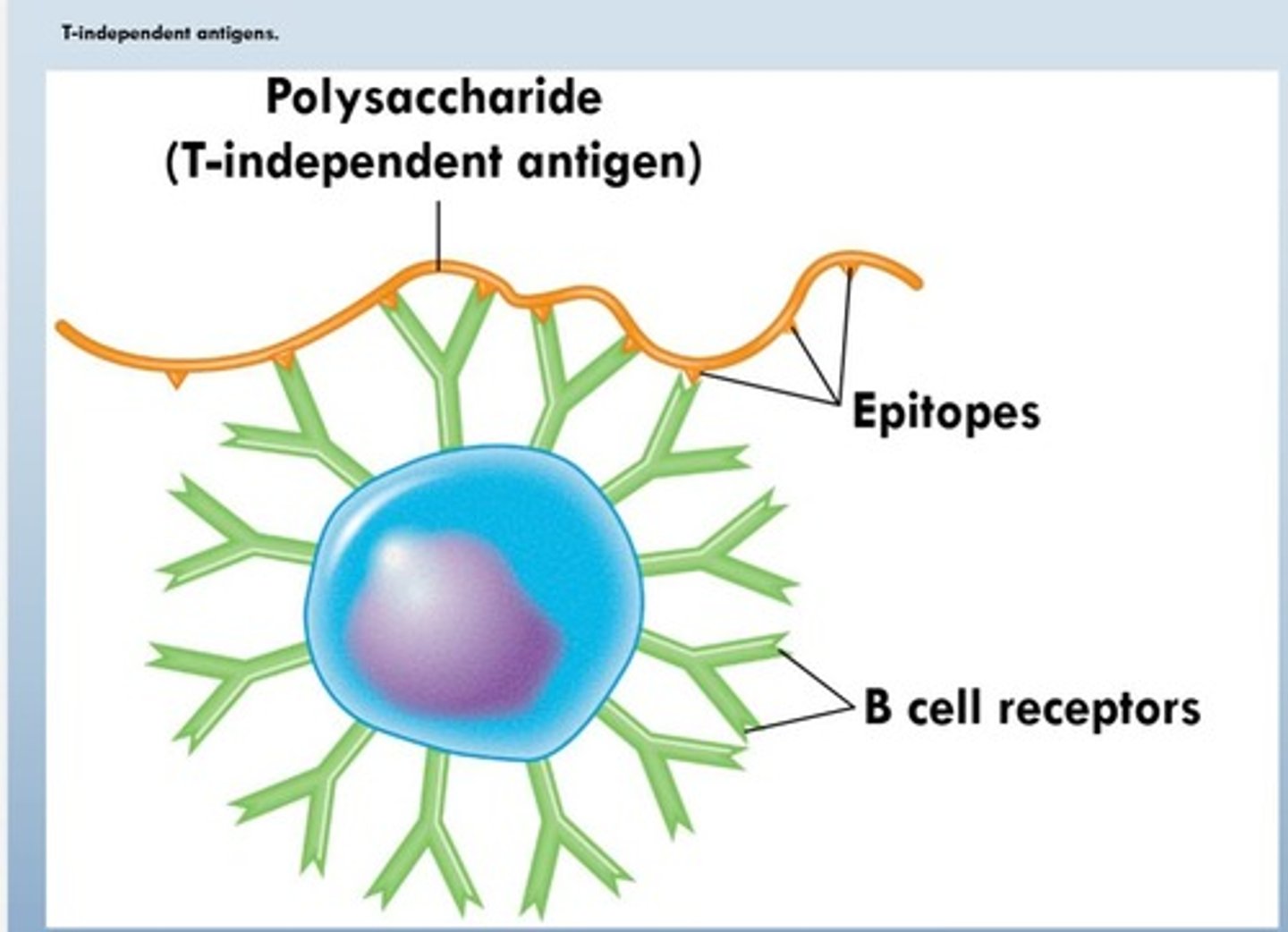 <p>Surface proteins that bind specific antigens.</p>