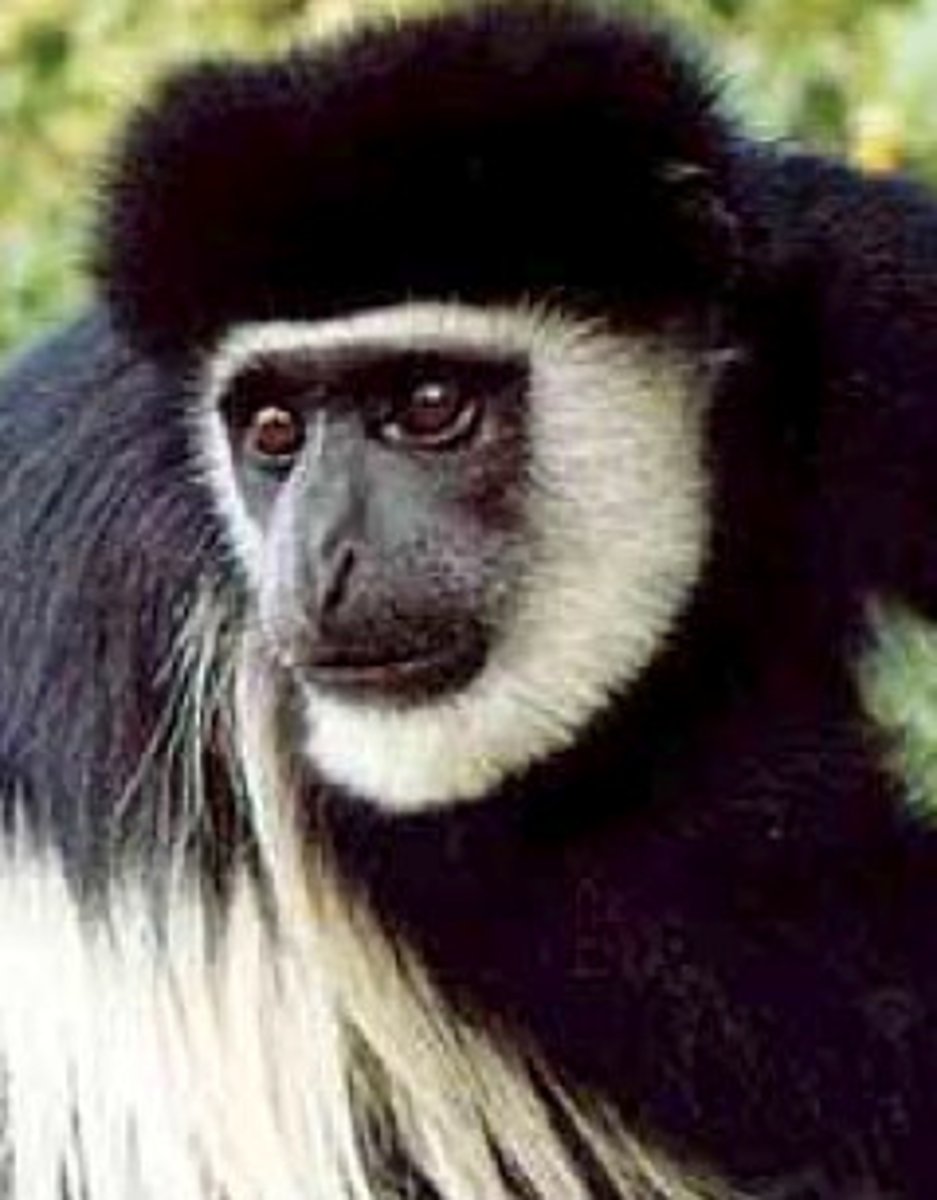 <p>Fossils appear in deposits from the oligocene epoch (34-23 mya).</p><p>Transition associated with the cooler temperatures starting in the middle Eocene</p><p>Anthropoids distinguished from Strepsirrhinesby:</p><p>•reduction of snout and nasal area •fully enclosed eye socket</p><p>Also, were:•small and arboreal</p><p>• generalized quadrupeds(no specialized locomotion</p>