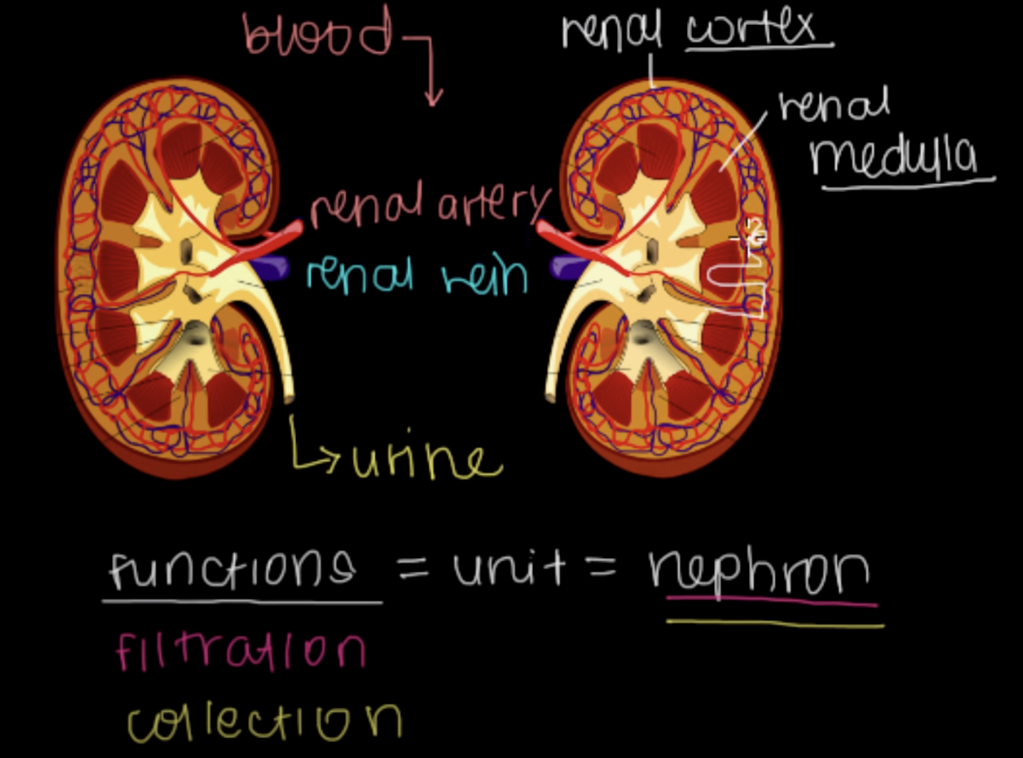 <p>It is located between the Renal Cortex and Renal Medulla</p>