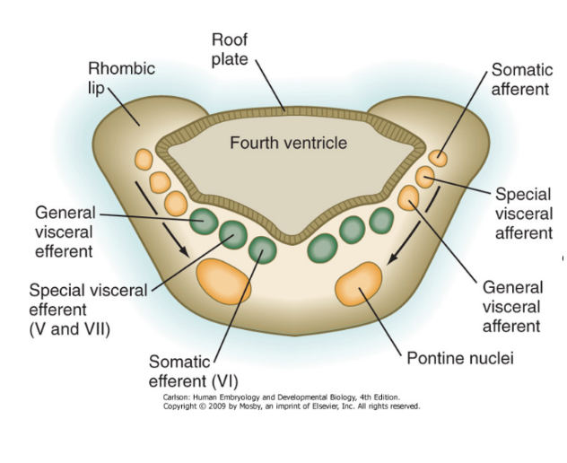 <ul><li><p>Roof plate becomes quite stretched, alar plate moves laterally, basal plate located medially</p></li><li><p>Rostral part of myelencephalon booklike opens, caudal doesn’t but rather grows into 4th ventricle –&nbsp;</p><ul><li><p>Original roof of this ventricle is the stretched roof plate</p></li></ul></li><li><p>Metencephalon fully opens, myencephalon only rostrally opens — why adult medulla oblongata has both open &amp; closed part</p></li></ul>