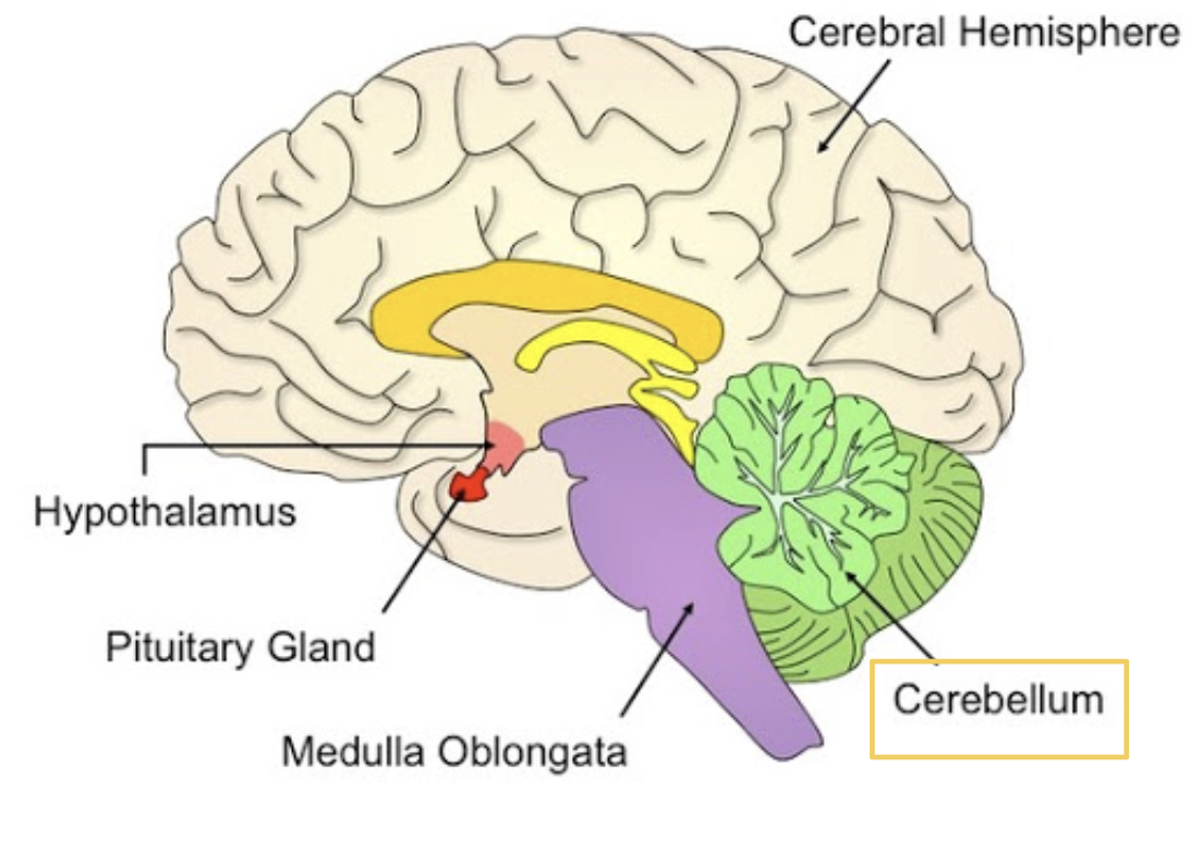 <p><span style="background-color: transparent;"><span>Responsible for voluntary movements and motor skills like balance and posture </span></span></p>