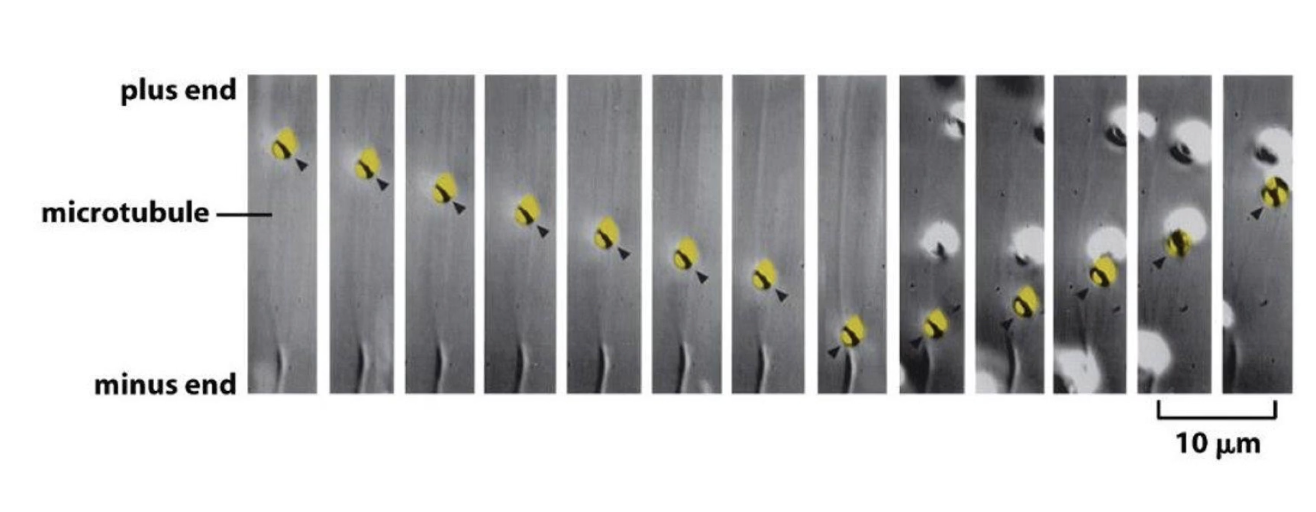 <ul><li><p>Fluorescently-labeled vesicle tracked in cell</p></li><li><p><strong>Initially</strong> moves <strong>toward minus-end</strong></p></li><li><p>In <strong>9th frame</strong>, reverses direction to move <strong>toward plus-end</strong></p></li><li><p>Shows dynamic, bidirectional transport on microtubules</p></li></ul><p></p>