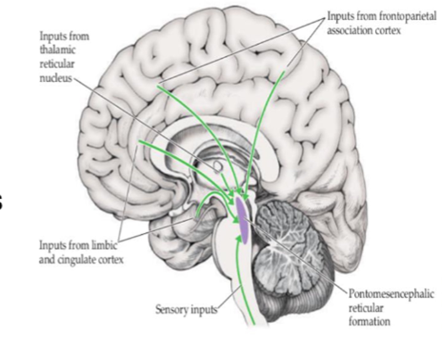 <p>- Regulates motor function</p><p>- Protective reflexes</p><p>- Autonomic functions of visceral organs (circulatory/respiratory)</p><p>- Muscle tone, posture, coordination</p>
