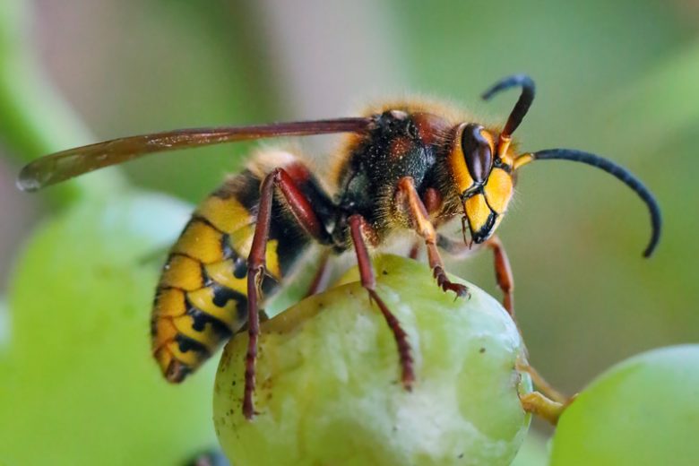 <p>Ants, Bees, Honets, Wasps, Ichneumonoids </p>