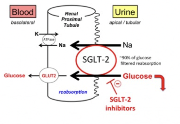 <p>Ett glukossänkande läkemedel som främst används vid diabetes mellitus typ 2. </p><p><u>Mekanism</u>: hämmar natrium och glukos kotransportören i proximala tubuli → ökad utsöndring av glukos och natrium. Ökad diures med glukosuri. Leder till minskad plasmavolym. </p><p><u>Effekt</u>: Positiva <strong>kardiella</strong> och <strong>hemodynamiska</strong> effekter. Ingår i basbehandling vid hjärtsvikt. </p>