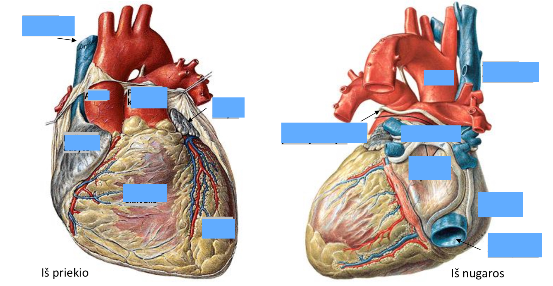 <p>Ivardink dalis</p>