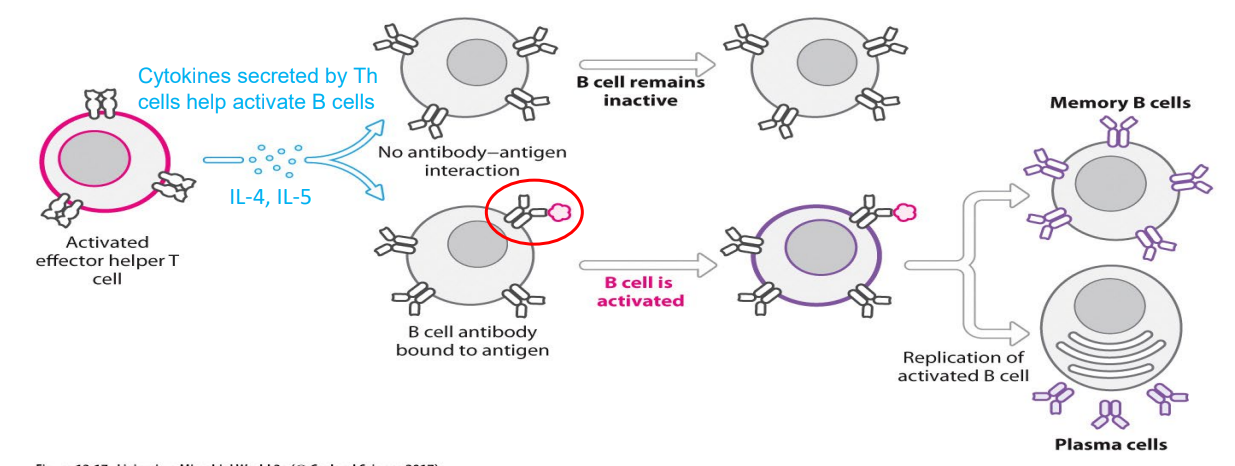 <p>- Mature, naive B cells pass through lymph organs looking for specific antigen</p><p>- Antigen-antibody binding + cytokines from Th cell = B cell activation</p><p>- Plasma cells are activated/effector B cells that secrete antibody into blood, lymph</p><p>- Memory B cells are also produced</p>