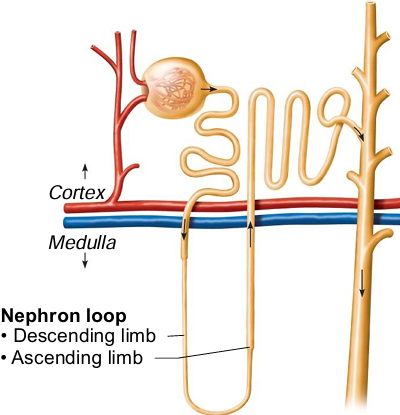 <p>Descending (thin), ascending (thick)</p>