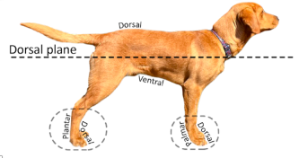 <p>the plane that divides the body into dorsal and ventral parts</p>