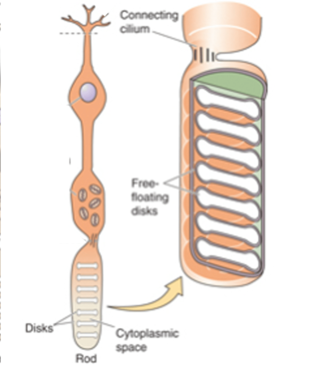 <p>Rods are ____ times more sensitive to light than cones</p>