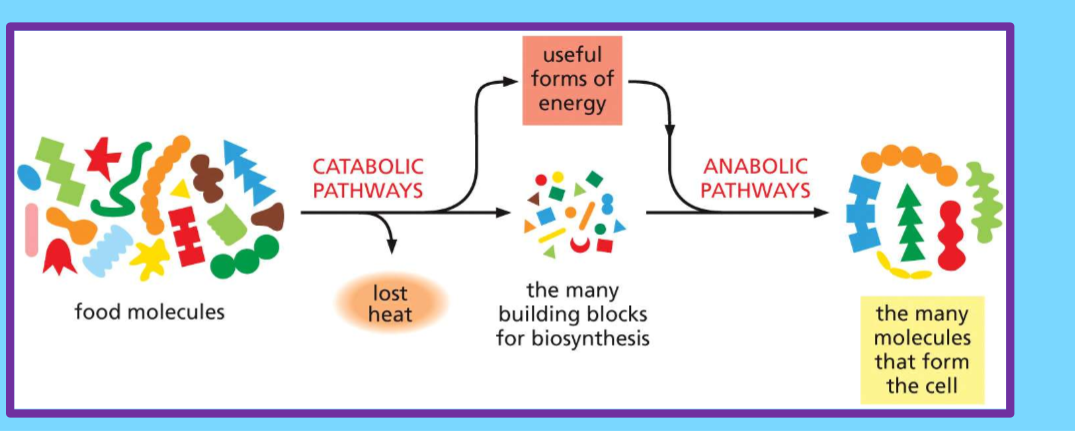 <p>Anabolic - build complex molecules, requires energy like ATP</p><p>Catabolic - breaks down molecules to create energy</p><p><span><strong><mark>anabolic and catabolic reactions are the two sides of the metabolic process, with one building up molecules while the other breaks them down, allowing for the necessary energy transfer within a cell</mark></strong>.&nbsp;</span></p><ul><li><p><strong>Anabolic reactions:</strong></p><ul><li><p>Build larger molecules from smaller ones.<span>&nbsp;</span></p></li><li><p>Require energy input (usually in the form of ATP).<span>&nbsp;</span></p></li><li><p>Examples: protein synthesis (building proteins from amino acids), glycogen synthesis (building glycogen from glucose).<span>&nbsp;</span></p></li></ul></li><li><p><strong>Catabolic reactions:</strong></p><ul><li><p>Break down complex molecules into simpler ones.<span>&nbsp;</span></p></li><li><p>Release energy.<span>&nbsp;</span></p></li><li><p>Examples: cellular respiration (breaking down glucose to produce ATP), digestion of food.<span>&nbsp;</span></p></li></ul></li></ul><p></p>